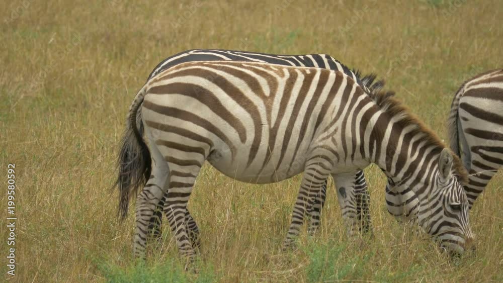 Zebras grazing in Maasai Mara grassland Zebras grazing in Maasai Mara grassland