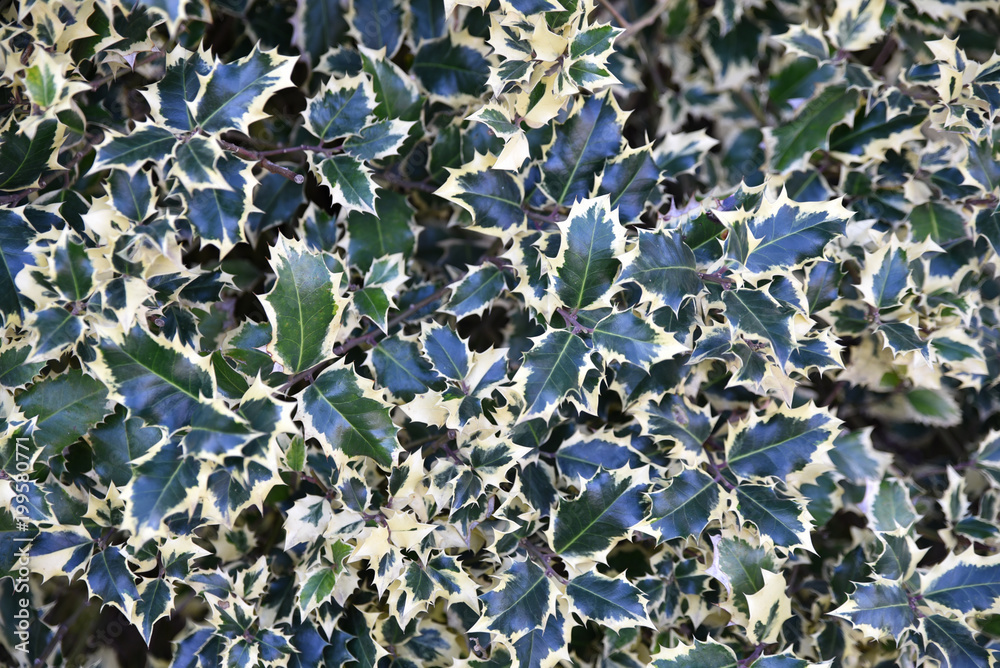 Ilex argentea marginata au printemps Ilex argentea marginata au printemps