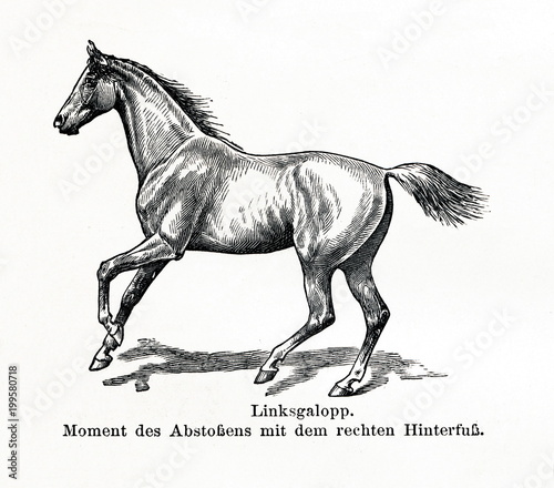 Horse gait - gallop  from Meyers Lexikon  1896  13 770 771 