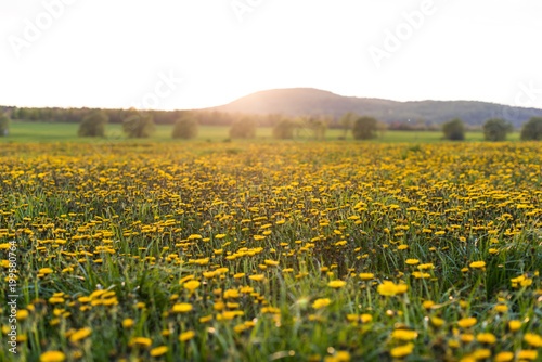 Field of dandelions