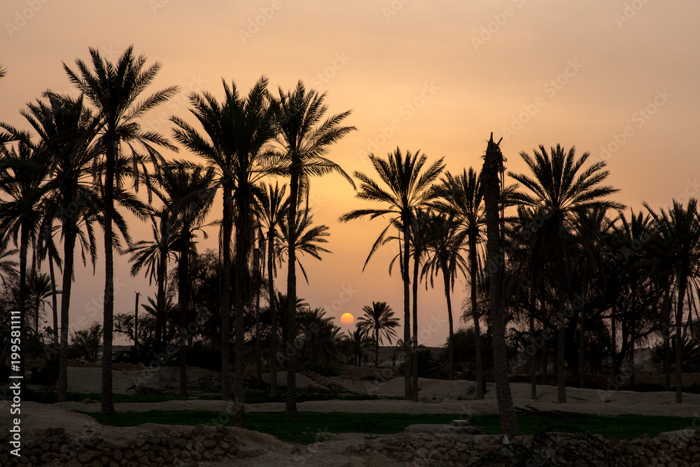 Fototapeta premium Sunset on Palm Trees, Qeshm, Iran