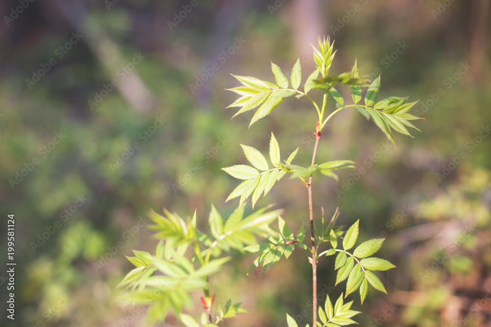 Background of Beautiful rowan tree leaves in spring. Image of Appearance of young greenery in spring