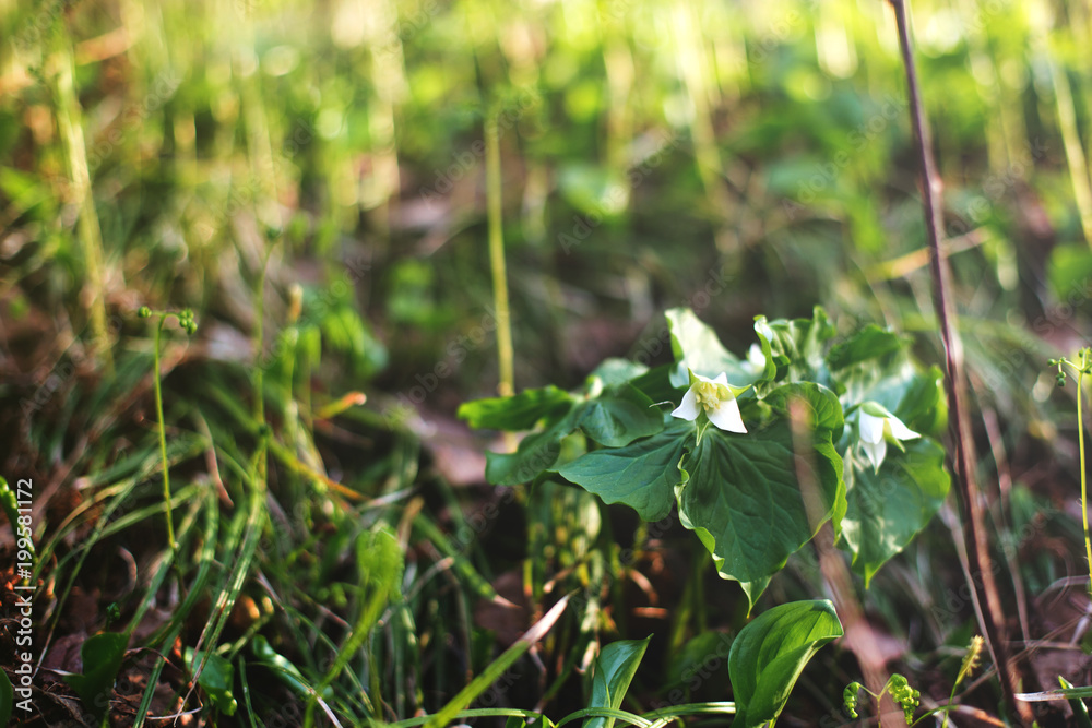 Close-up image of Fresh White Trillium flowers in the Forest in spring at sunset. Adorable green background with white flowers in summer