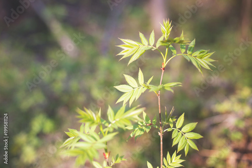 Background of Beautiful rowan tree leaves in spring. Image of Appearance of young greenery in spring