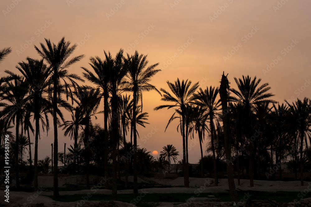 Obraz premium Sunset on Palm Trees, Qeshm, Iran