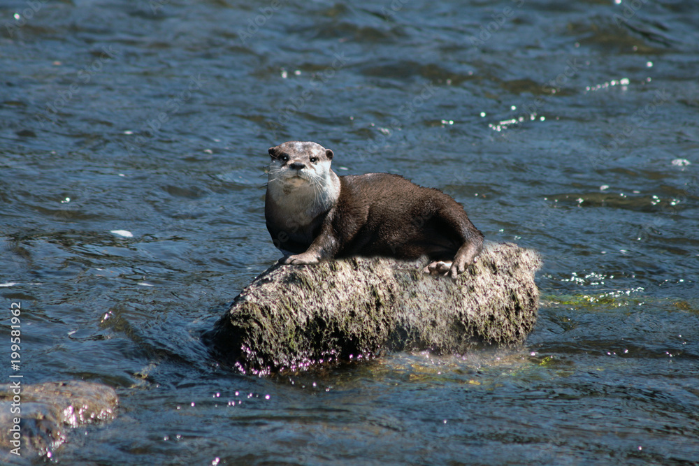 Obraz premium loutre sur un rocher