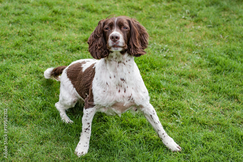 Obraz na płótnie spaniel