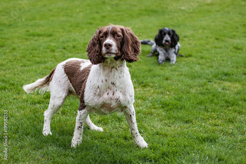 Canvastavla spaniel