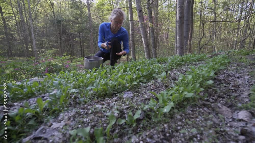 Mature, beautiful woman picking fresh, home grown arugula in a garden. The ultimate farm to table. Shot with steadicam. Mature, beautiful woman picking fresh, home grown arugula in a garden. The ultimate farm to table. Shot with steadicam.