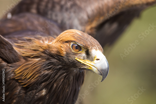 tamed golden eagle, Kazakhstan
