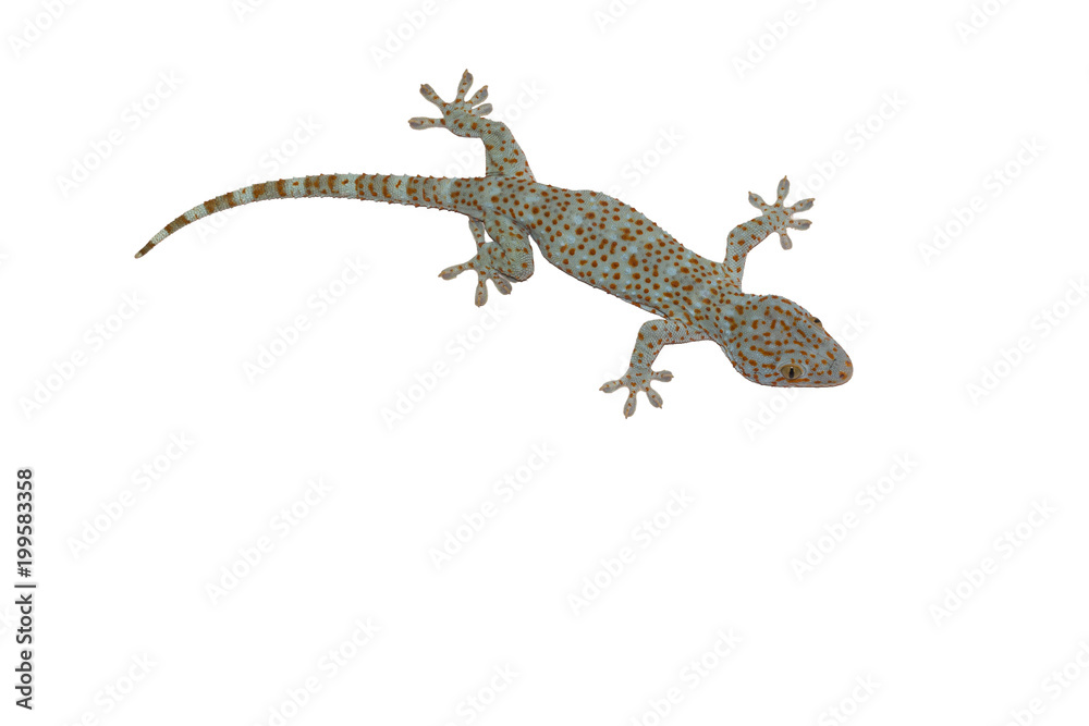 Gecko isolated on white background with clipping path. Gecko isolated on white background with clipping path.