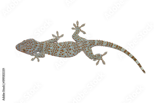 Gecko isolated on white background with clipping path.