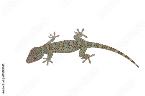 Gecko isolated on white background with clipping path.