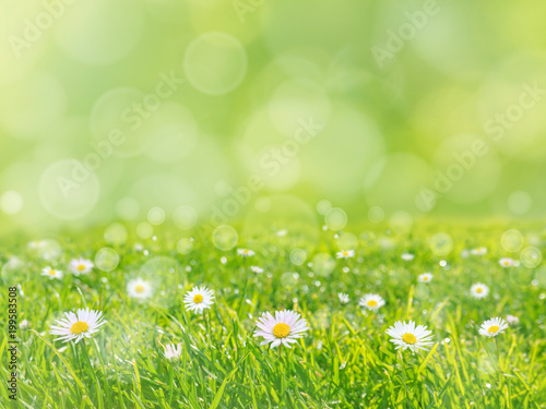 Green grass lawn with daisy flowers spring background
