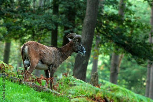 mouflon m  le dans une for  t