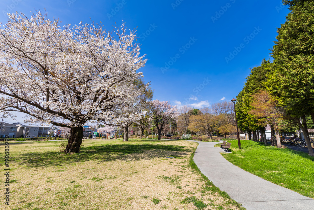 春の武蔵野公園