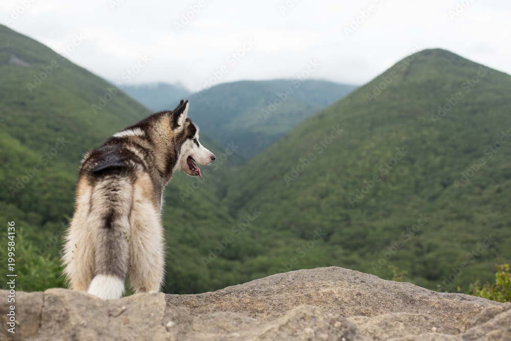 Image of Black and white dog breed Siberian husky standing on a mountain in the background of mountains and green forest. Free and young Husky dog is observing the natural landscape