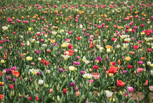 colorful field of blooming tulips