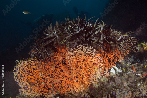 Soft coral. Raja Ampat