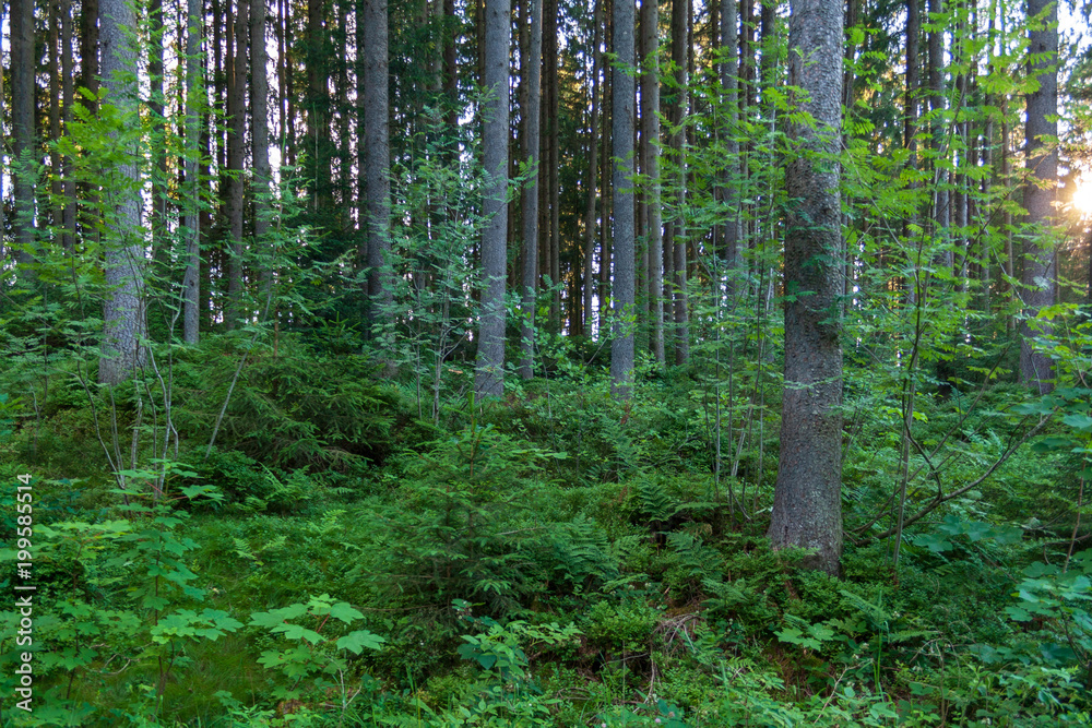 Obraz premium Wald