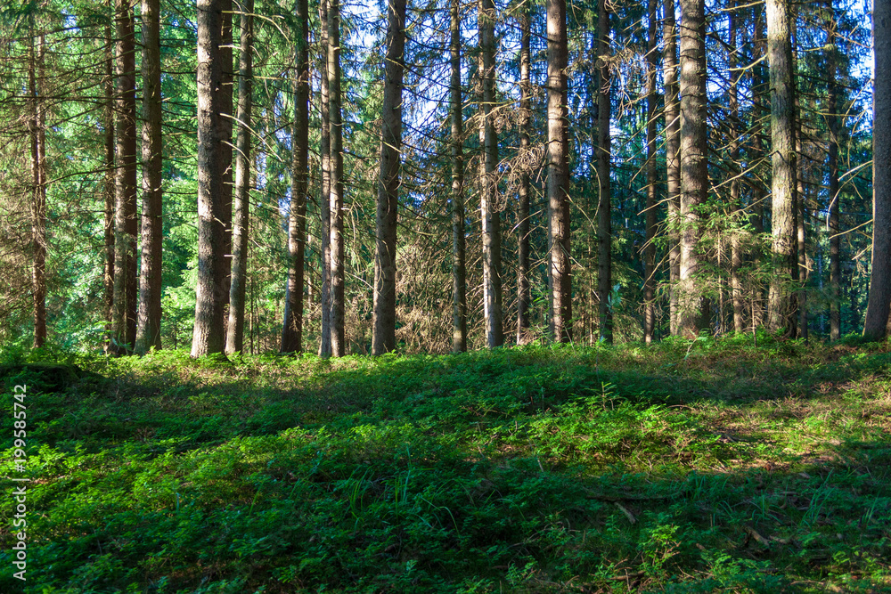 Obraz premium Wald