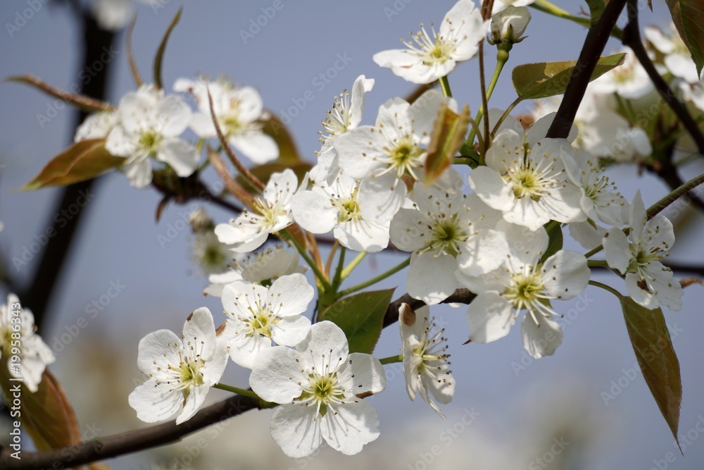 The pear flower landscape of dongting. The pear flower landscape of dongting.
