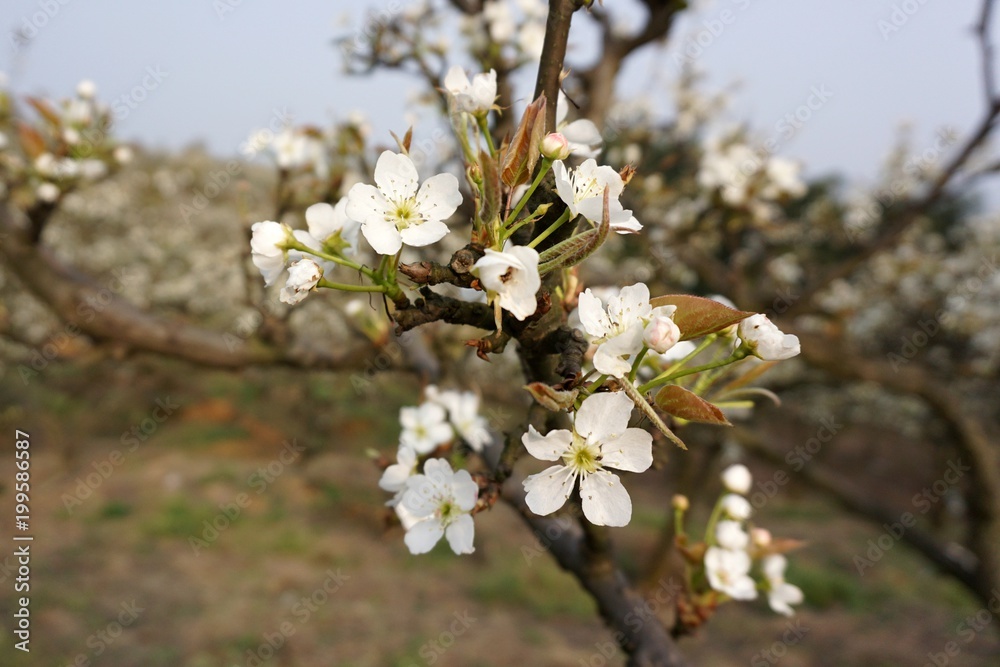 Obraz premium The pear flower landscape of dongting.