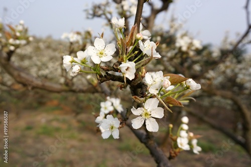 The pear flower landscape of dongting. photo