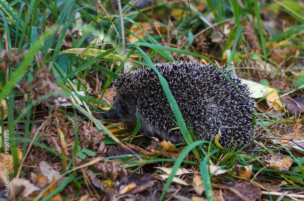 Obraz premium hedgehog in the grass