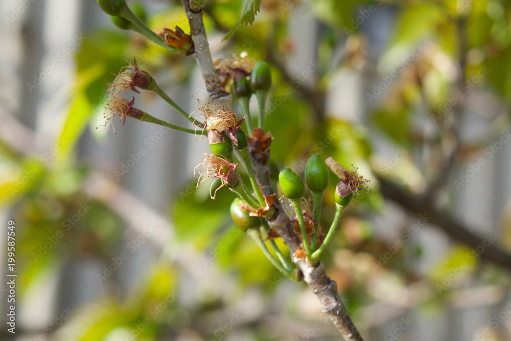 桜が散った後の桜の木の枝 Stock Photo Adobe Stock