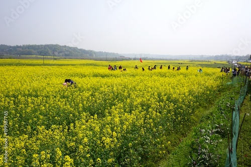  Dongting raw field rape flower scenery.