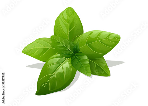 Green Basil Isolated On White Background 