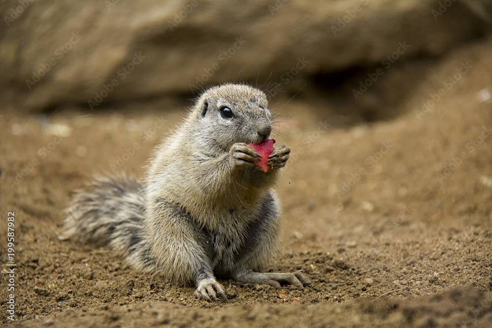 Portrait of South African Ground Squirrel. Portrait of South African Ground Squirrel.