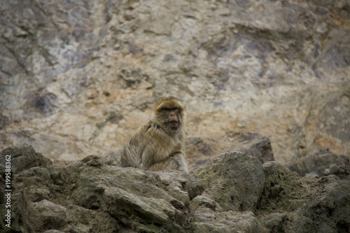 Barbary Macaque sitting on the rock.