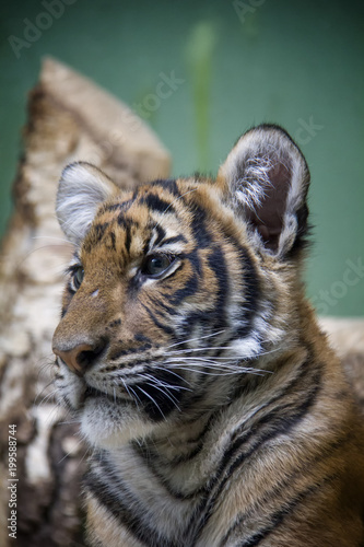 Fototapeta Naklejka Na Ścianę i Meble -  Portrait of Malayan tiger cub.