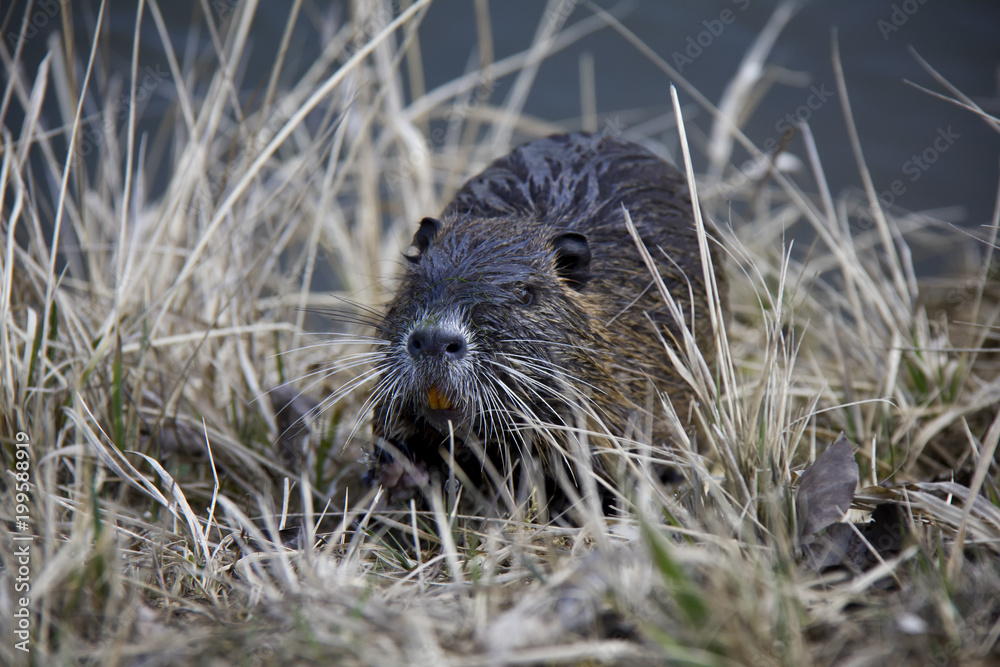 Coypu (Nutria). Photo was taken in the Czech Republic. Coypu (Nutria). Photo was taken in the Czech Republic.