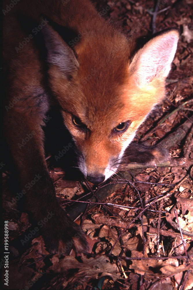 Naklejka premium portrait d'un renard