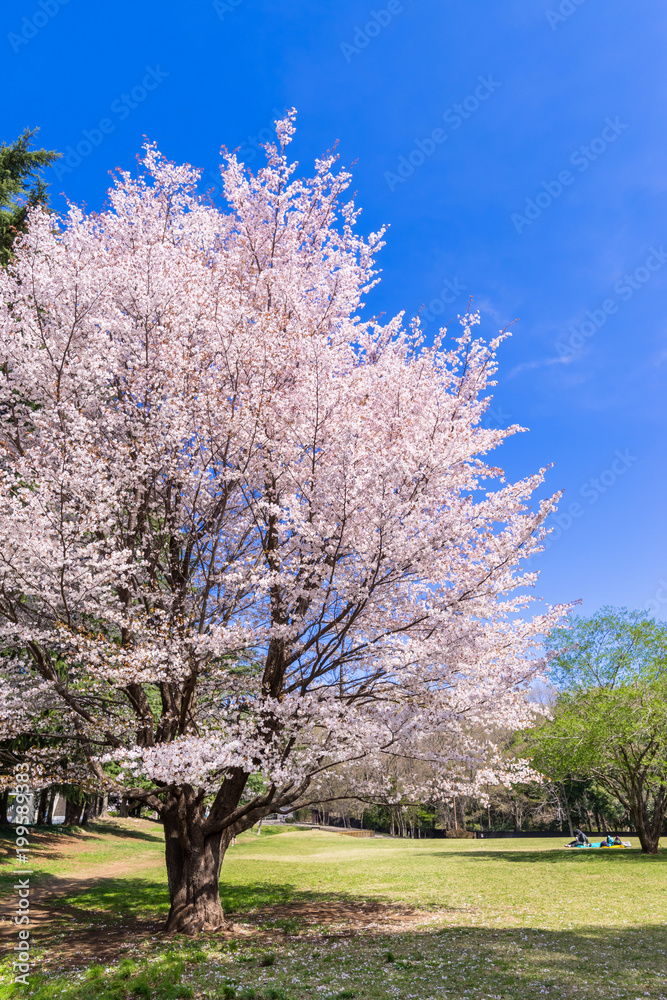 東京武蔵野 野川公園の桜