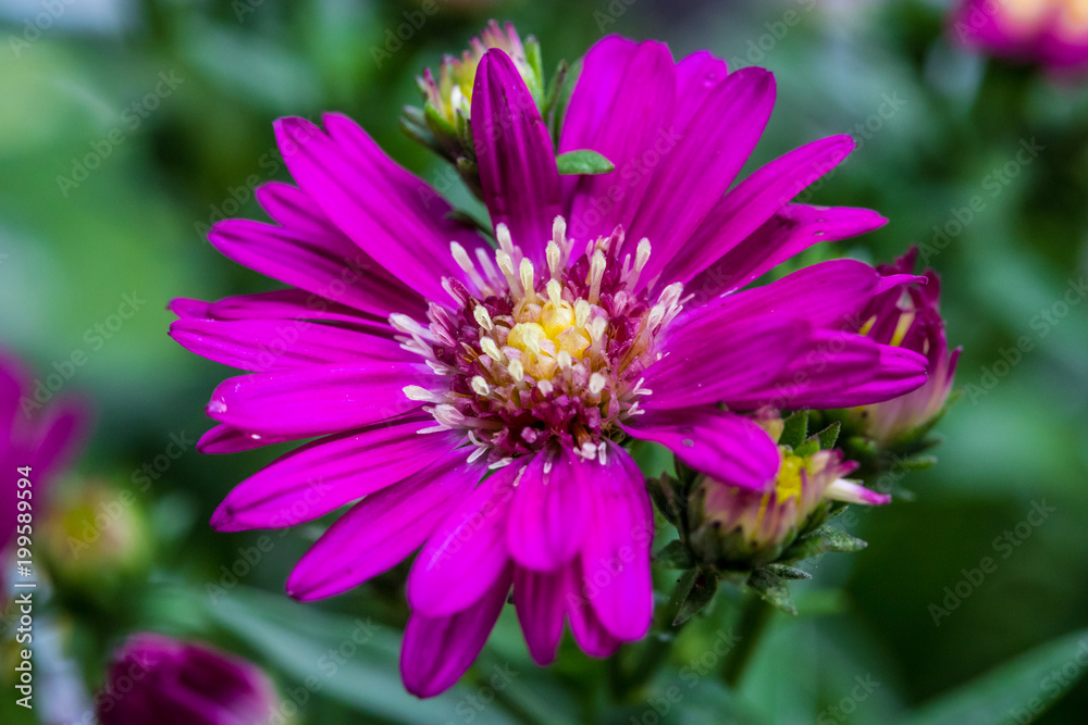 Fototapeta premium Close up of little flowers, purple margaret flower in the garden with dark tone and selective focus. Beautiful natural flower background.