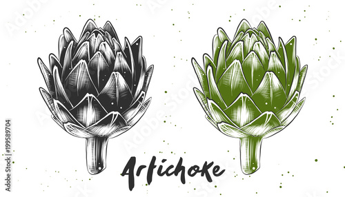 Vector engraved style illustration for posters, decoration and print. Hand drawn sketch of artichoke in monochrome and colorful. Detailed vegetarian food drawing.