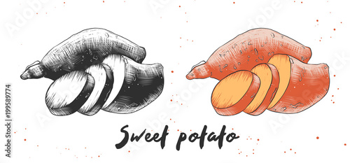 Vector engraved style illustration for posters, decoration and print. Hand drawn sketch of sweet potato in monochrome and colorful. Detailed vegetarian food drawing.