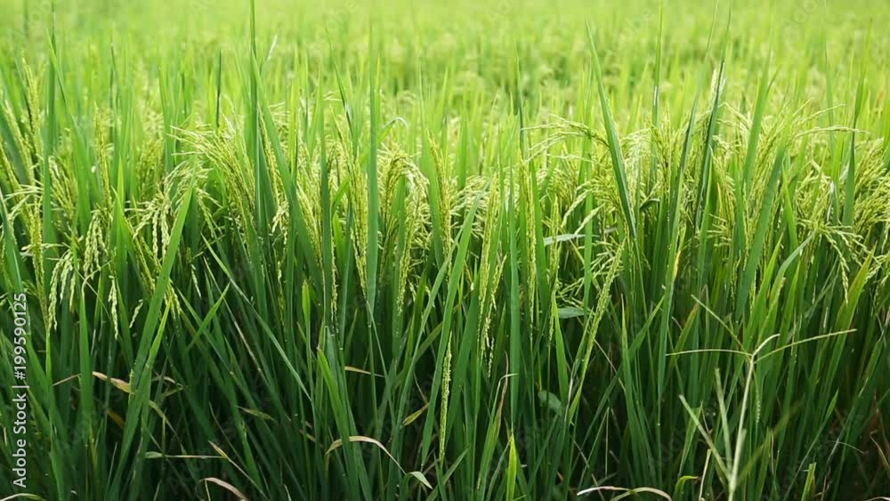 Rice field. Green growing rice. Healthy Vegetarian Food. Germination of rice at the Asian countries, Growing. Beautiful landscape. Nature of Sri Lanka. Rice-growing. food industry