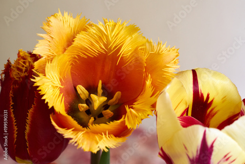 Rote Tulpe mit gelben Fransen - Ansicht von oben photo