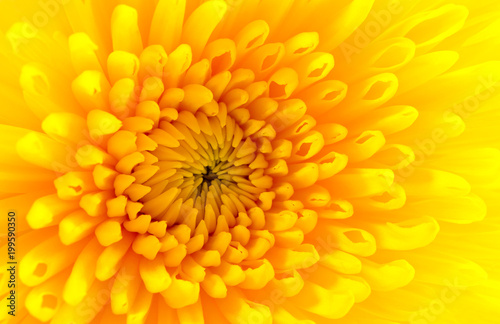 Chrysanthemum. Yellow background.