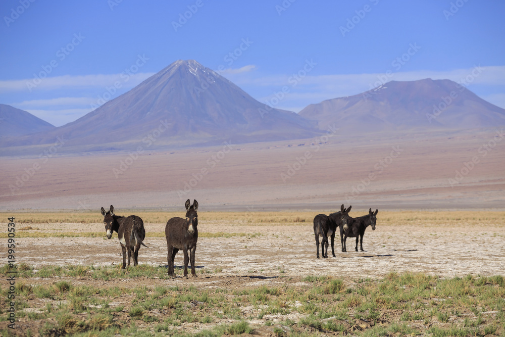Donkeys on the background of the volcano Likankabur, Atacama Desert, Chile