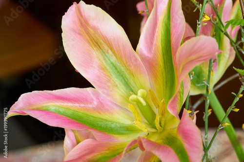 Weit geöffnete rosa-grüne-gelbe Tulpe mit spitzen Bütenblättern 