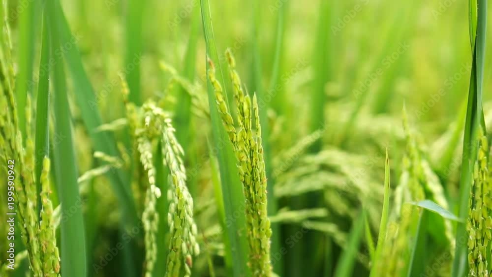 Rice field. Green growing rice. Healthy Vegetarian Food. Germination of rice at the Asian countries, Growing. Beautiful landscape. Nature of Sri Lanka. Rice-growing. food industry Rice field. Green growing rice. Healthy Vegetarian Food. Germination of rice at the Asian countries, Growing. Beautiful landscape. Nature of Sri Lanka. Rice-growing. food industry