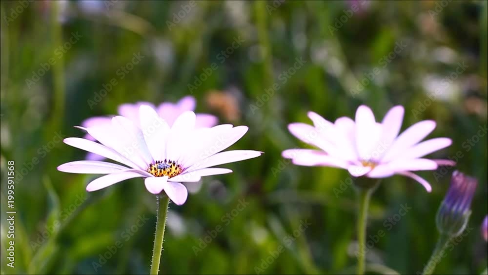 Cape daisies swaying in a light breeze on a warm summer day Cape daisies swaying in a light breeze on a warm summer day