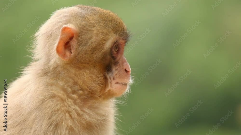 Japanese Macaque shot in the mountains near Kyoto Japan. Japanese Macaque shot in the mountains near Kyoto Japan.
