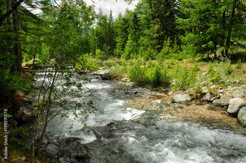 Rough stormy river in the forest. Altai mountains  Siberia